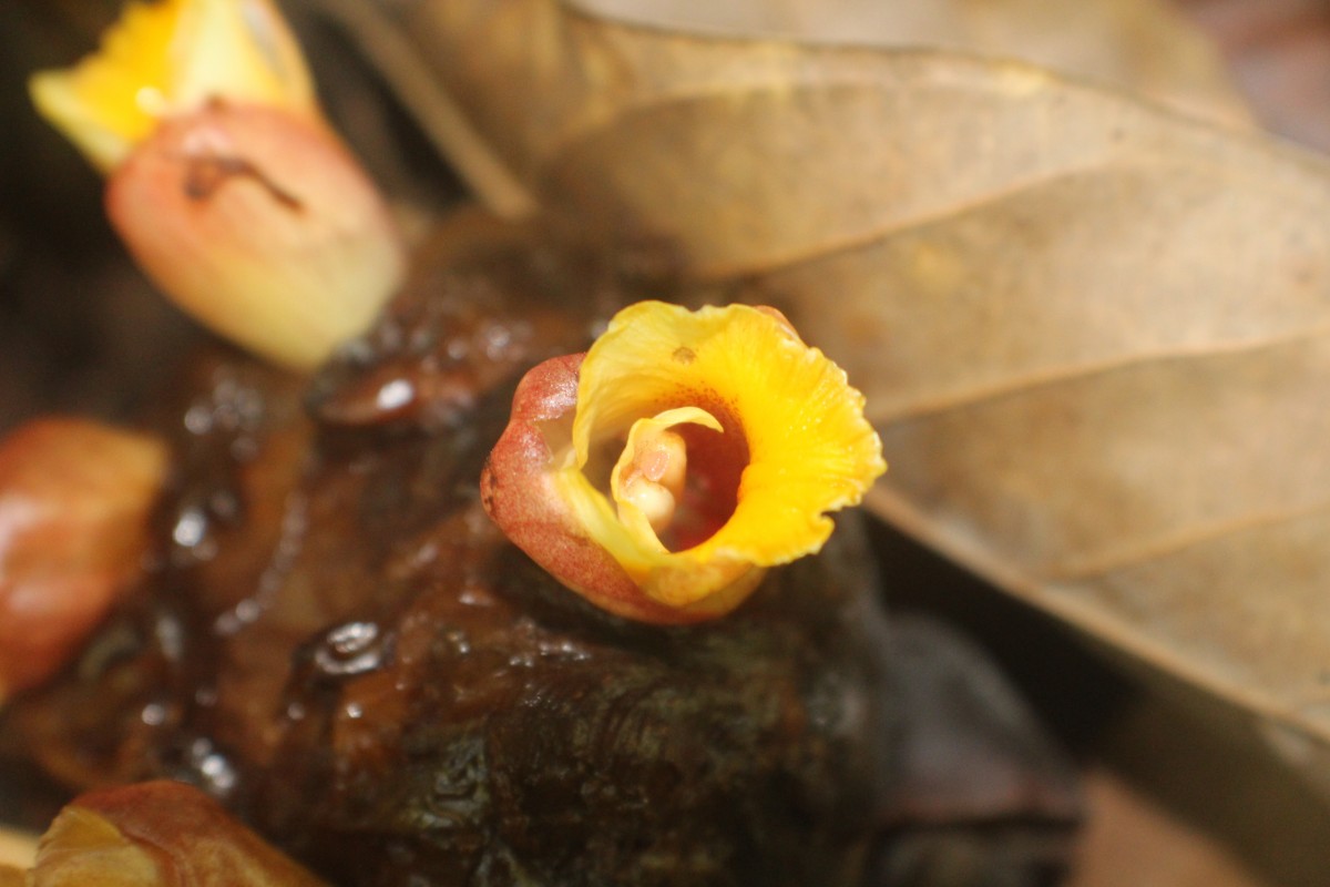 Meistera echinocarpa (Alston) Skornick. & M.F.Newman